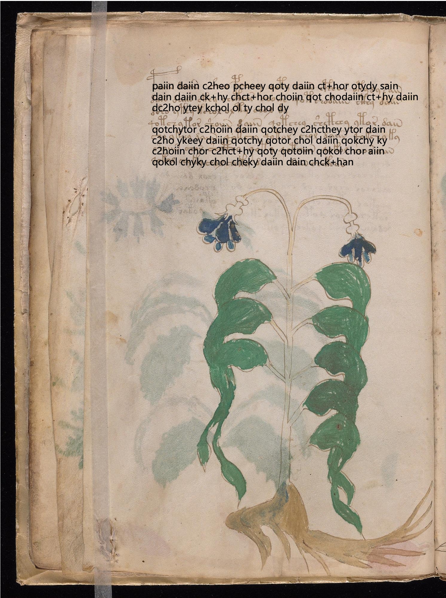 Folio 10v glyph overlay on parchment